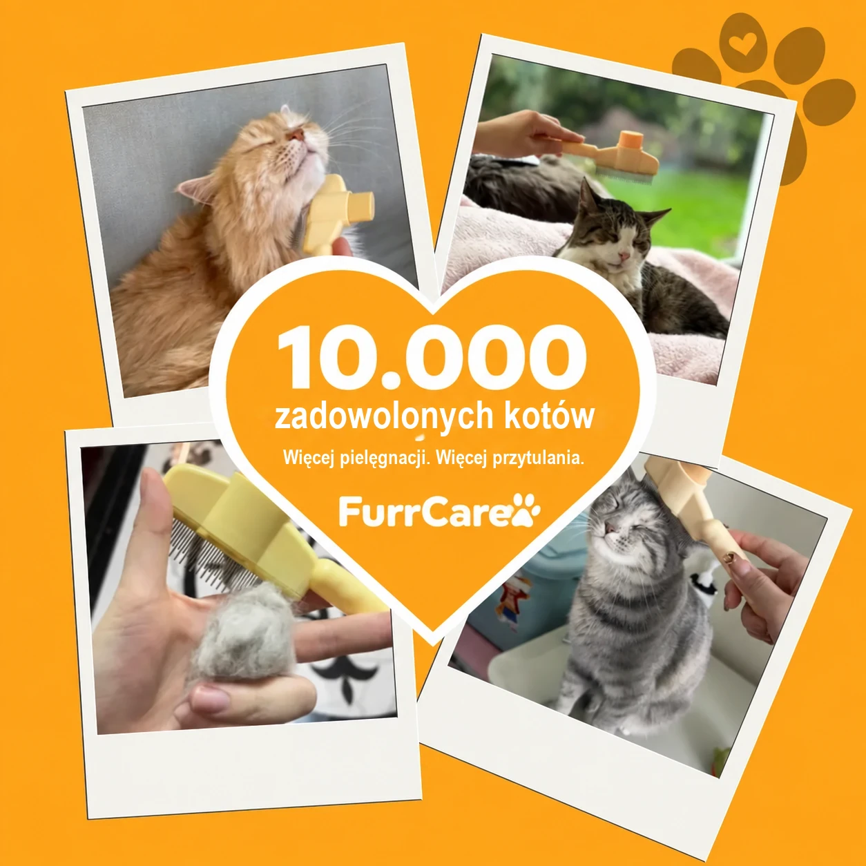10.000 zadowolonych kotów